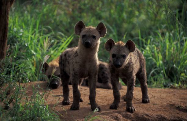 istock Hyena cubs at den 1168103925