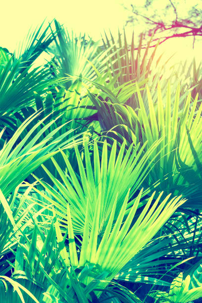 istock Borassus flabellifer,Sugar palm, Cambodian palm 1168104635