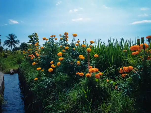 Beautiful Marigold Plant Flowers On The Edge Of The Rice Field And Irrigation Channel, Ringdikit, North Bali, Indonesia