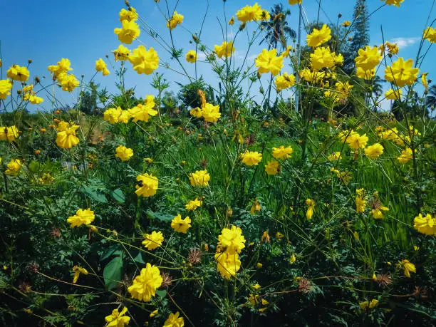 Sweet Fresh Yellow Color Flowers Blooming In The Rice Field On A Sunny Day, Ringdikit, North Bali, Indonesia