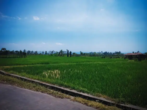 Natural Landscape Countryside Balinese Rice Fields Along Side Road At Ringdikit, North Bali, Indonesia