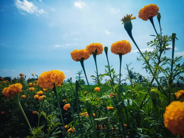 Natural Beauty Of Marigold Plant Flowers Blooming In The Clear Sky On A Sunny Day, Ringdikit, North Bali, Indonesia