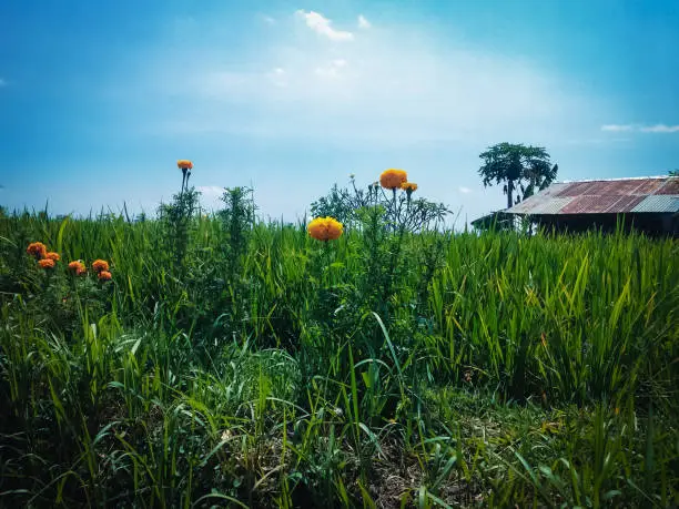 Sweet Marigold Plants With Orange Flowers Blooming On A Sunny Day In The Rice Field, Ringdikit, North Bali, Indonesia