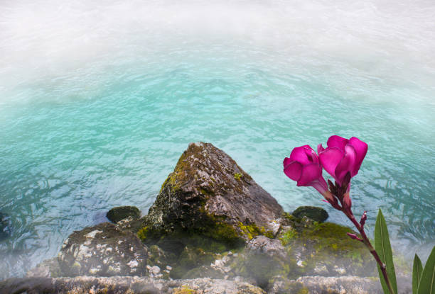 Oleander flower with leaves, rocky coast against the backdrop of a raging mountain river in the fog. Artistic image.
