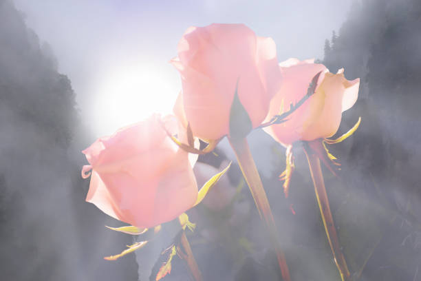 Beautiful blurred romance landscape. Inspiration love misty background. Artistic image.