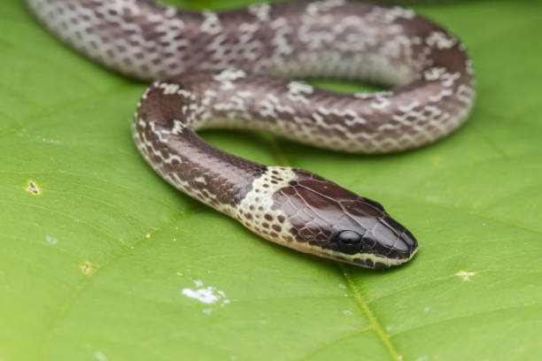 istock Close-up of Small snake on green leaf , Common Wolf Snake 1168107315