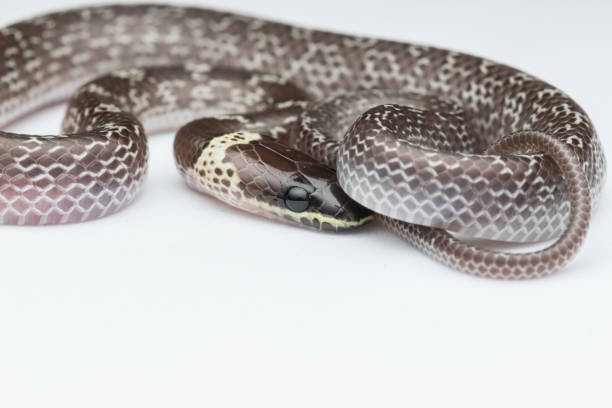 istock Close-up of Small snake on green leaf , Common Wolf Snake 1168107318