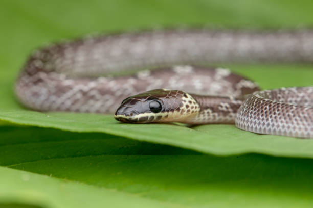 istock Close-up of Small snake on green leaf , Common Wolf Snake 1168107403