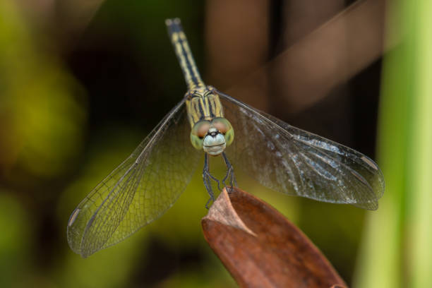 istock Close-up of Beautiful dragonfly, Dragonfly on branches 1168107483