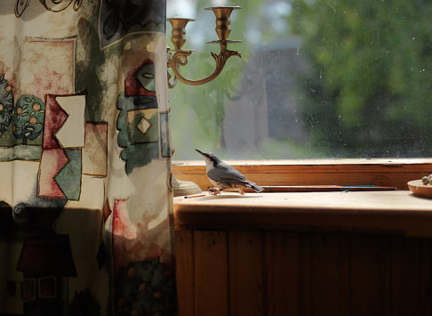 A nuthatch sitting on the window sill, indoor shot