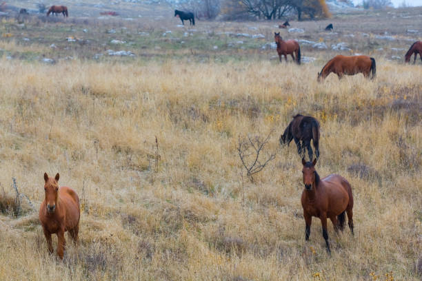 browh pferdeherde grasen in einer prärie - horse panoramic scenics prairie stock-fotos und bilder