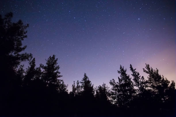 istock pine tree forest silhouette on a dark starry sky backgroun, night outdoor scene 1168108691