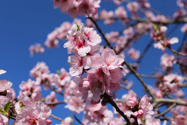 istock Almond blossoms, cherry blossoms 1168113384