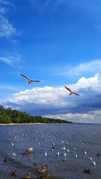 istock Two flying seagulls on a background of water, clouds, trees, horizon 1168114297