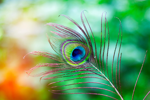Peacock Feather With Creative Background Stock Photo - Download Image Now -  Krishna, Krishna Janmashtami, Abstract - iStock