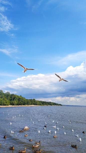 istock Two flying seagulls on a background of water, clouds, trees, horizon 1168114317