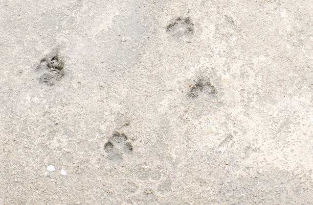 istock grey concrete wall and floor with animal footprint background rough surface 1168115636