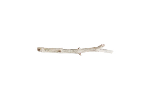 Dry tree branch. Boho image of stick isolated on white background