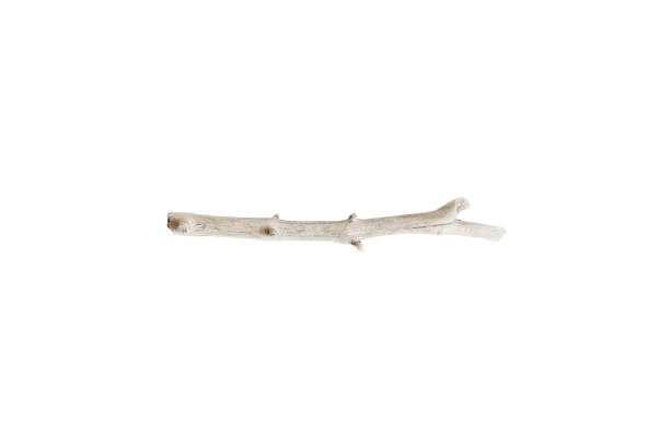 Single dry tree branch. Boho image of stick isolated on white background Dry tree branch. Boho image of stick isolated on white background stick plant part photos stock pictures, royalty-free photos & images