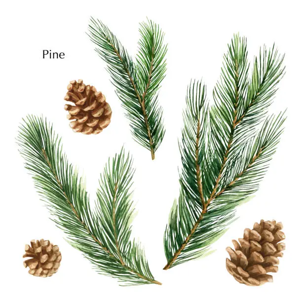 Vector illustration of Christmas vector set with green pine branches and cones.