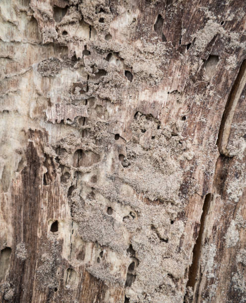 istock Old wooden texture background. Centenary brown wood texture 1168119889