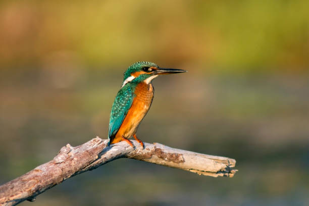 istock the Kingfisher on the branch 1168120075