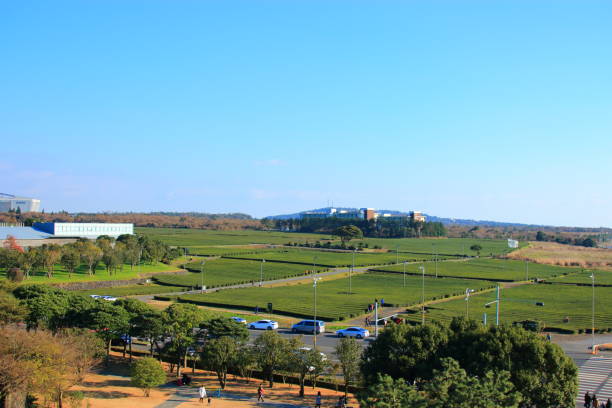 istock Osulok, green tea field, green tea, plural, 1168121409