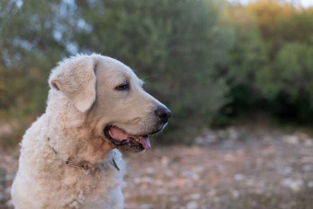 A mature female looking happy in the Corsican maquis