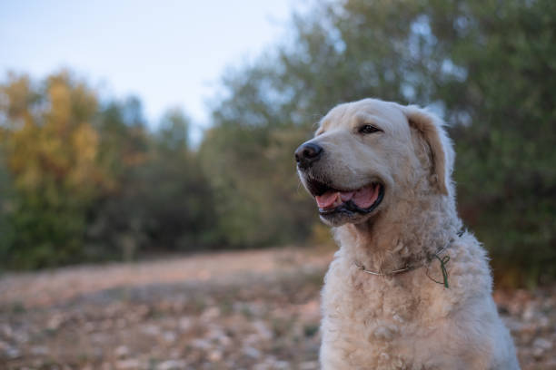 istock Portrait of a Kuvasz Dog 1168123537
