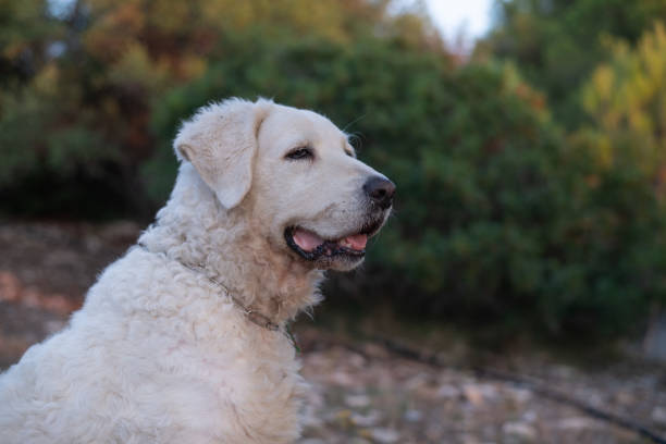 istock Portrait of a Kuvasz Dog 1168123556
