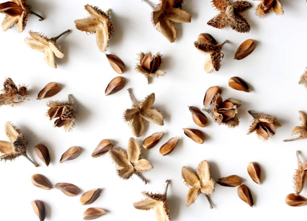 istock Autumn styled botanical arrangement. Composition from the beech nuts on white table background. Fall decorative concept, flat lay. 1168123923