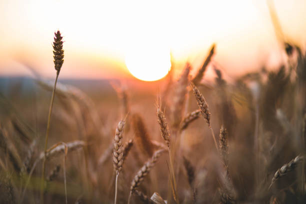 istock Wheat field against golden sunset 1168124050