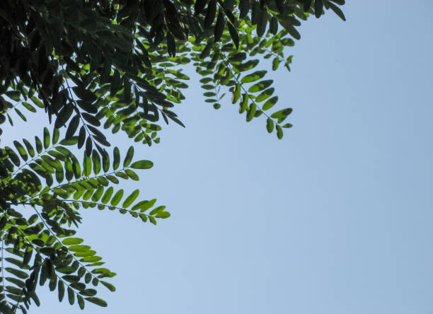 istock Green gleditsia leaves blue sky. 1168125091