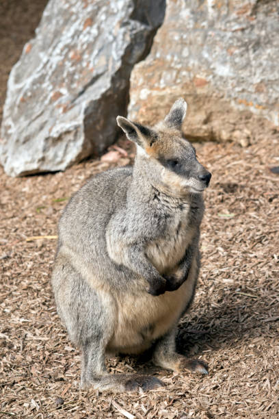 istock this is a male swap wallaby 1168125761