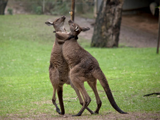 istock two western grey male kangaroos 1168126011