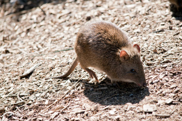 긴 목이 많은 포토루의 측면 보기 - potoroo 뉴스 사진 이미지