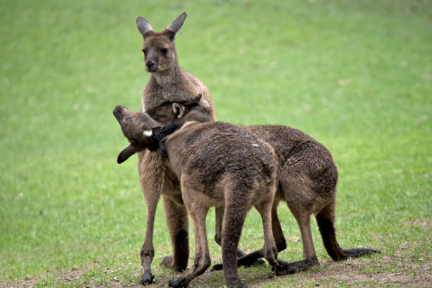 istock three western grey male kangaroos 1168126230