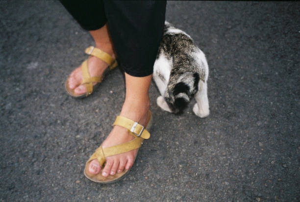 human's feet and cat's feet