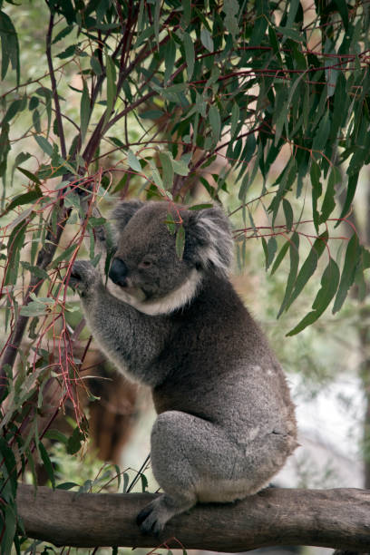 istock this is a side view of a koala 1168129167
