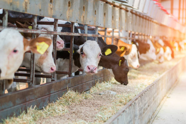 beaucoup de veau de holstein mangeant dans une ferme de production de lait - chercher de la nourriture photos et images de collection