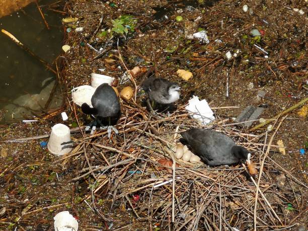 istock Coot at its nest with eggs in a highly polluted environment. 1168129999