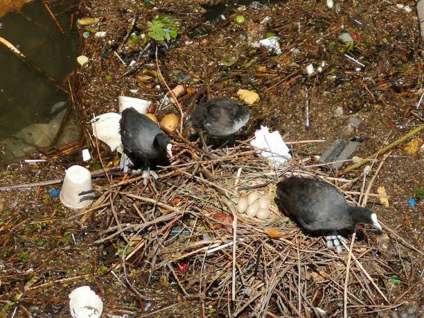 istock Coot at its nest with eggs in a highly polluted environment. 1168130258