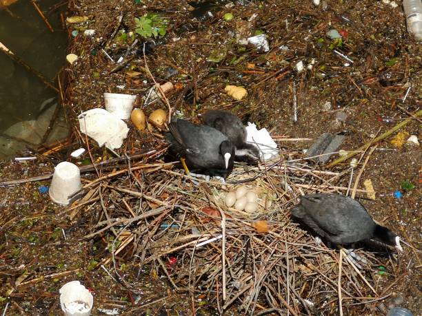 istock Coot at its nest with eggs in a highly polluted environment. 1168130438