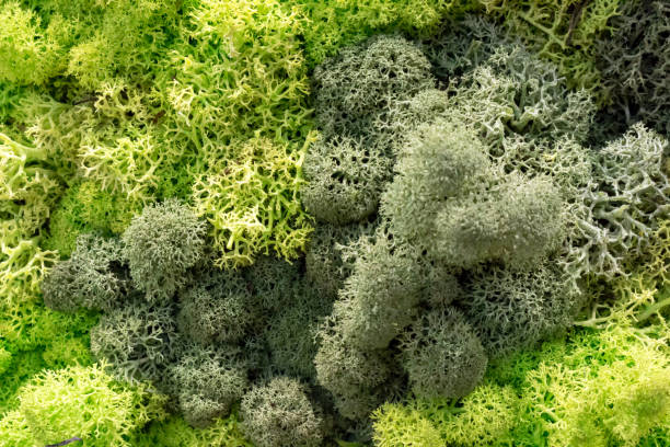 istock Background, decoration from dyed moss jagel 1168131217