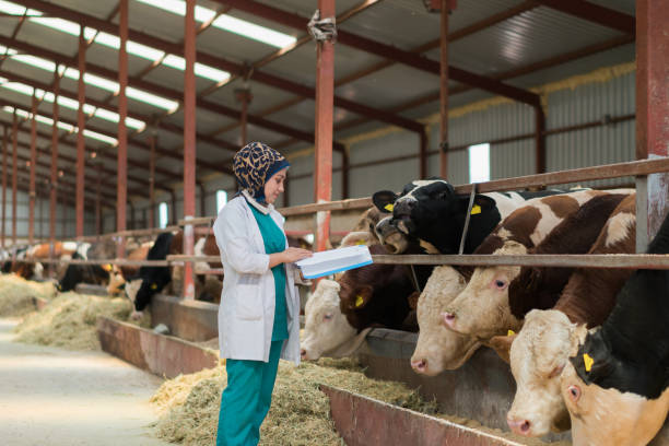 istock Vet  Women Checking Cows Into to Barn 1168131591
