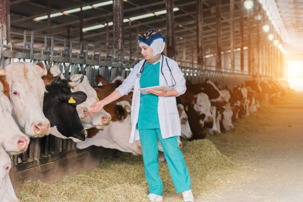 istock Vet  Women Checking Cows Into to Barn 1168131637