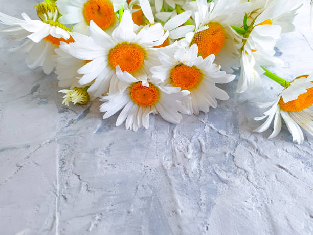 istock bouquet of daisies on a gray concrete background frame 1168131655