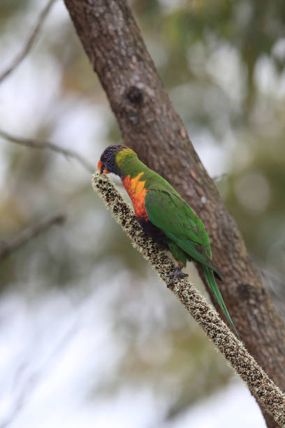 istock Rainbow Lorikeet, Queensland, Australia 1168131736