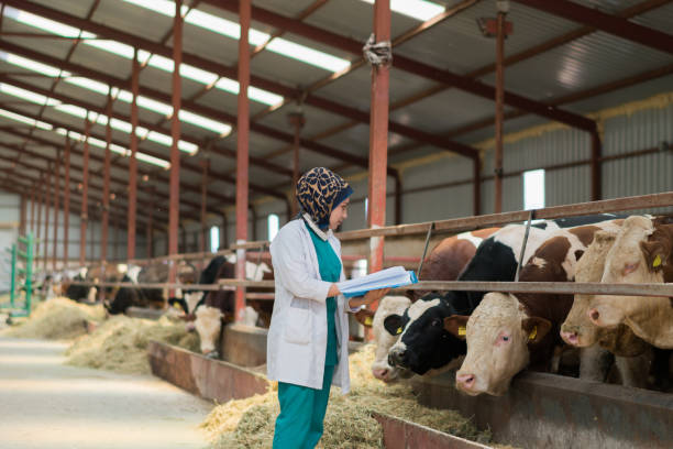 istock Vet  Women Checking Cows Into to Barn 1168131741