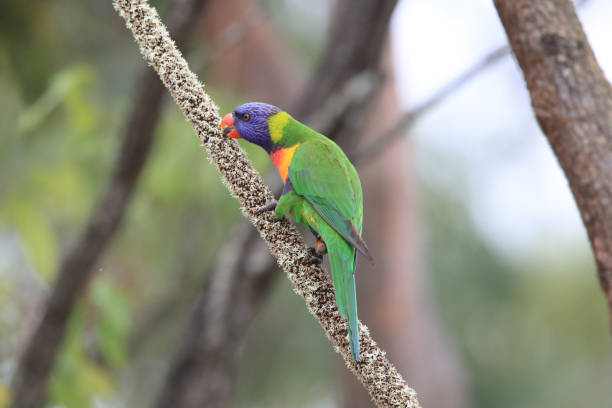 istock Rainbow Lorikeet, Queensland, Australia 1168131747